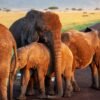 How AI Can Figure Out If Elephants Have Names For Theirself